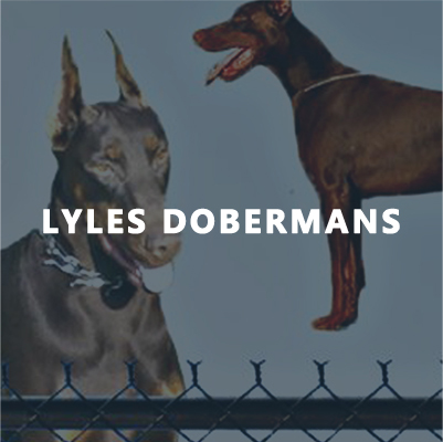 Lyles Dobermans thumbnail